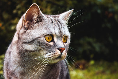 Close-up of a cat looking away