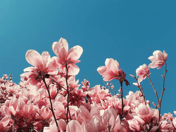 Low angle view of pink mafnolia blossoms against clear sky