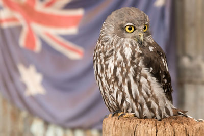 Close-up of bird perching on wood against australian flag