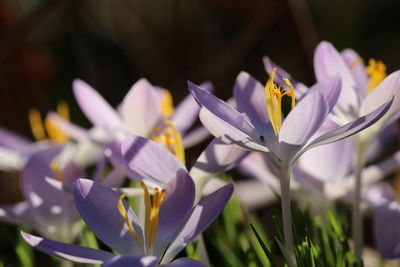 Close-up of purple crocus flowers