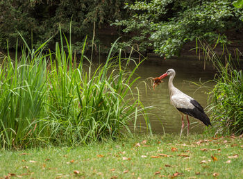 Bird on grass by water