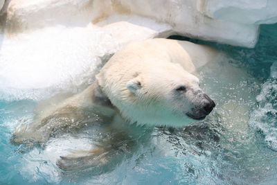 High angle view of an animal in water