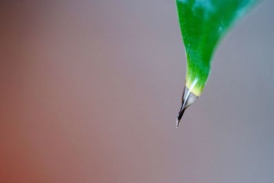 Green leaf against blurred background