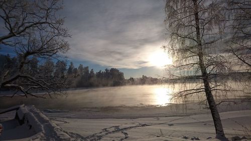 Bare trees against cloudy sky
