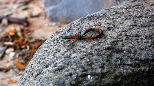 Close-up of lizard on rock