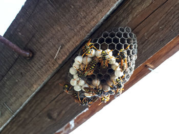 Close-up of bee on wood