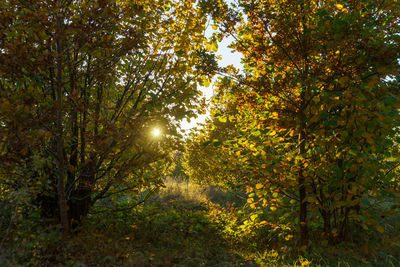 Sunlight streaming through trees in forest during autumn