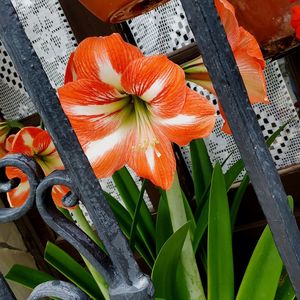 High angle view of orange flowering plant