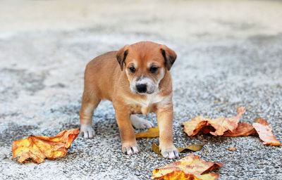Portrait of dog standing on leaves during autumn