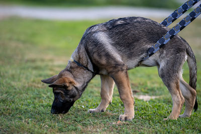 Close-up of a dog on field