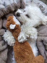 Directly above shot of dog with stuffed toy on bed