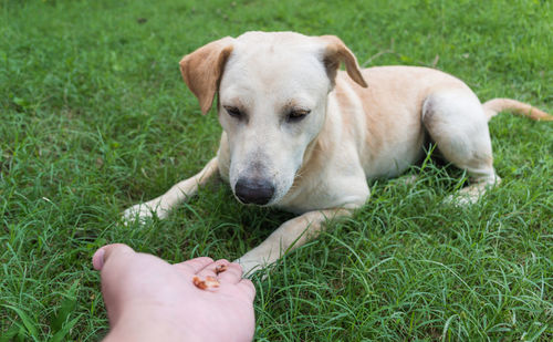 Close-up of dog hand on grass