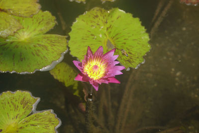 Purple water lily in pond