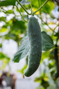 Close-up of fresh green leaf on plant