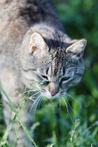Close-up of a cat