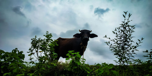 Low angle view of cow standing against sky