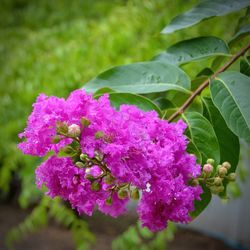 Close-up of pink flowers