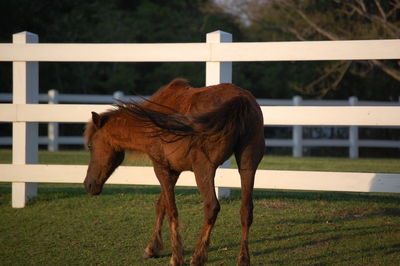 Horse standing in ranch