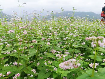 Close-up of flowers blooming in field