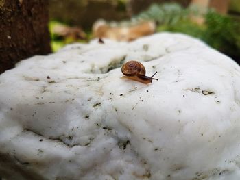 Close-up of snail on rock