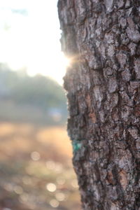 Close-up of tree trunk against sky during sunset