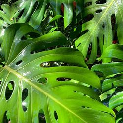 Full frame shot of wet leaves