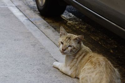 Close-up of cat sitting outdoors