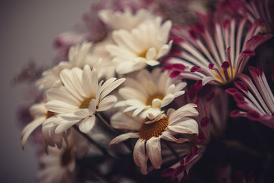 Close-up of pink flowers