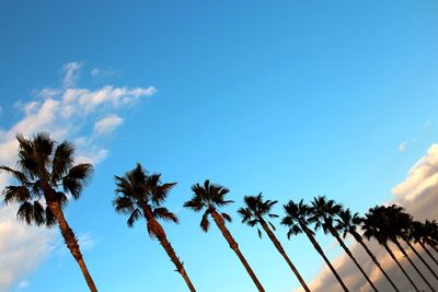 Low angle view of palm trees against blue sky