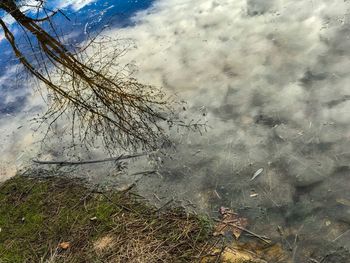 High angle view of tree against sky