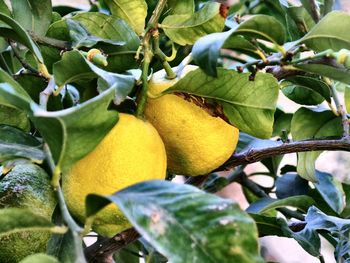 Close-up of lemons on tree