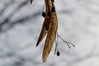 Close-up of dried leaves on plant