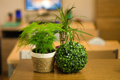 Close-up of potted plant in basket on table