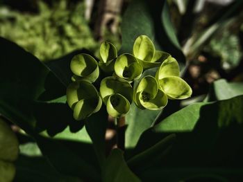 Close-up of green flowers blooming outdoors