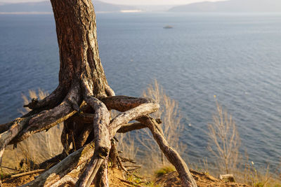 Driftwood on tree trunk by sea