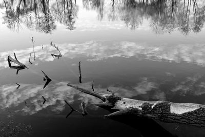 View of fish in lake