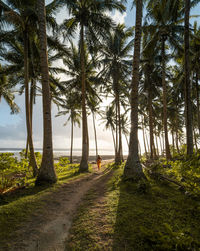 View of palm trees by the road