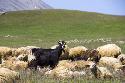 Sheep and goats in the valley. domestic animal life. farm in mountains. large group of sheep.