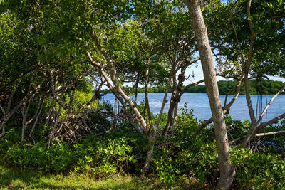 Trees by lake in forest