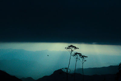 Silhouette plant against sky at night