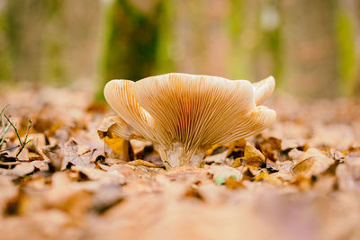 Close-up of mushroom on field