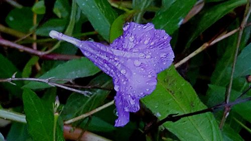 Close-up of wet purple flower