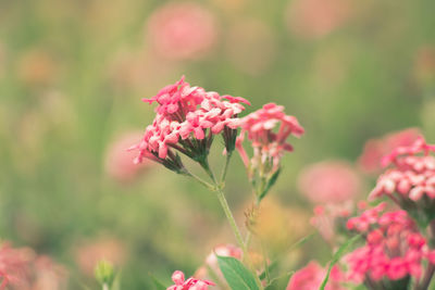 Close-up of pink flowering plant