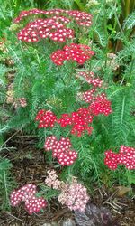 Close-up of red flowers