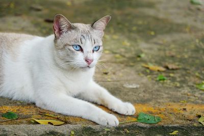 Portrait of cat relaxing on shore