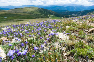 Purple flowering plants on land against mountains