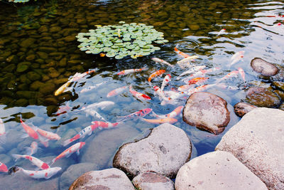 High angle view of koi carps swimming in lake