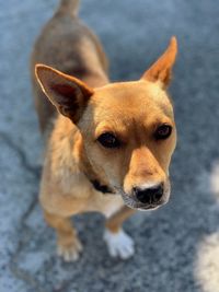 High angle portrait of dog looking at camera