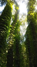 Low angle view of trees in forest