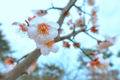 Close-up of cherry blossom